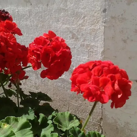 Borgo San Martino 3* Bra